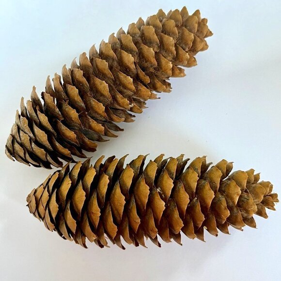 24 Unscented Norway Spruce Pine Cones for Natural Decor - Picture 2 of 4